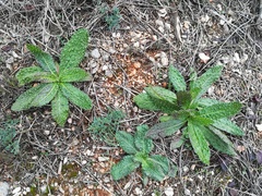 Helminthotheca comosa