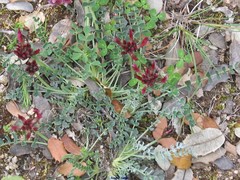 Astragalus incanus nummularioides