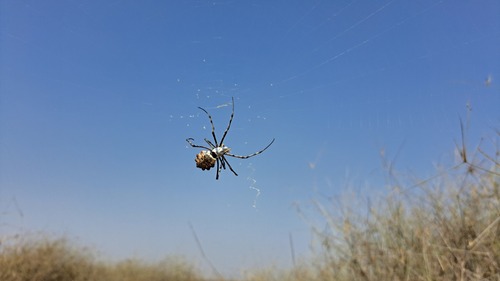 Argiope sector