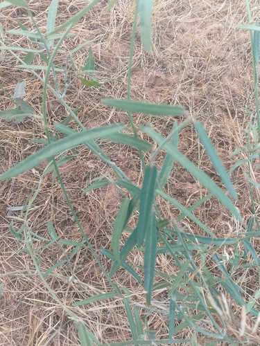 Leptadenia lanceolata