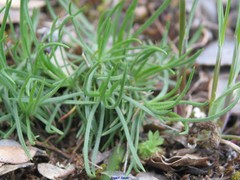Plantago holosteum