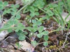 Trifolium subterraneum