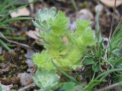 Alchemilla arvensis