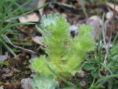 Alchemilla arvensis