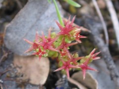 Sedum cespitosum