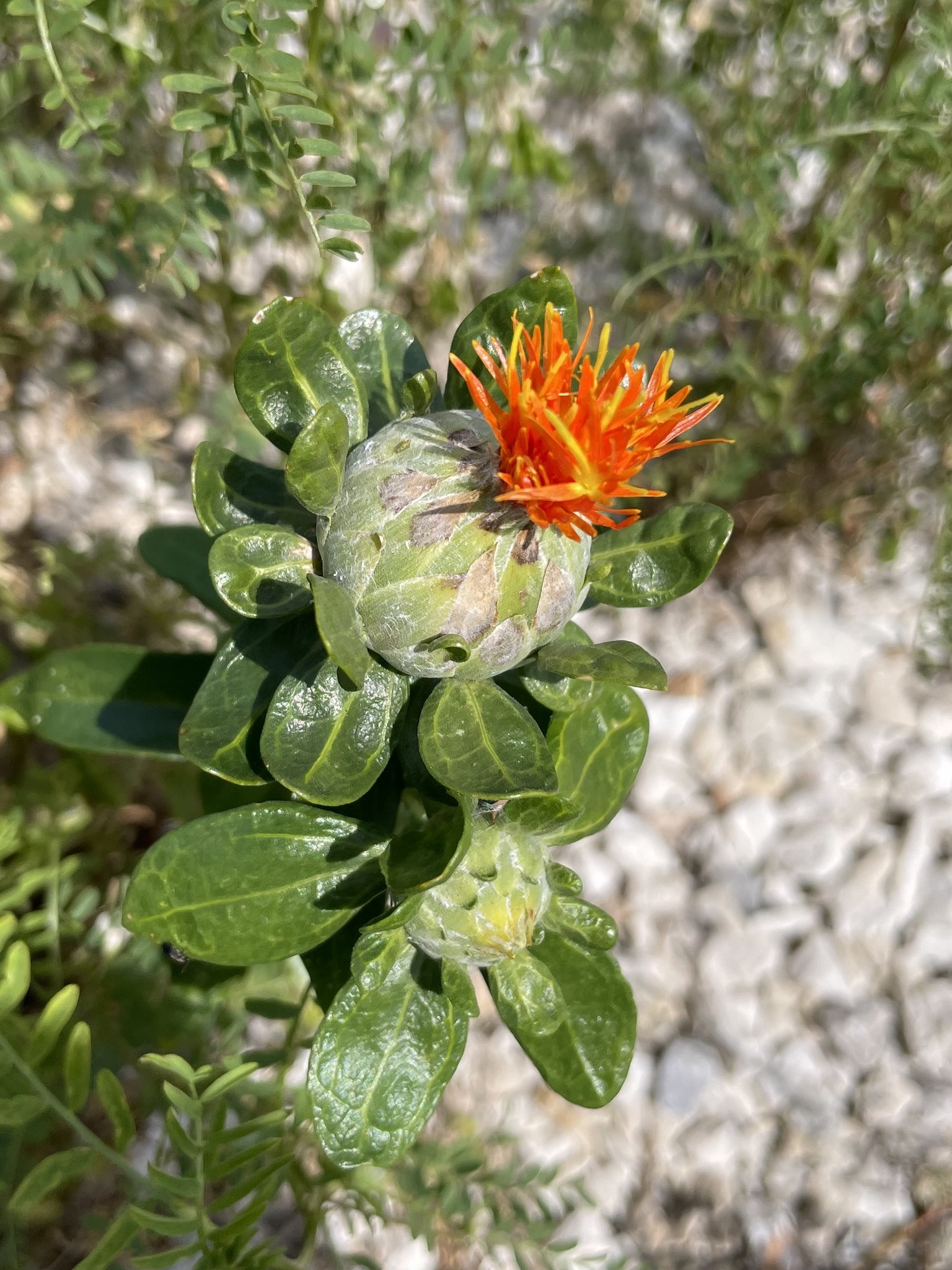 Safflower (Carthamus tinctorius)