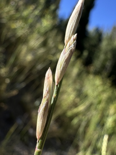 Melica bulbosa observed 2025-07-29