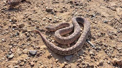 Palestine Saw-scaled Viper