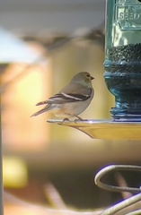 Spinus tristis