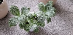 Fittonia
