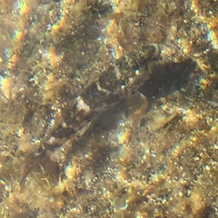 Mauligobius maderensis