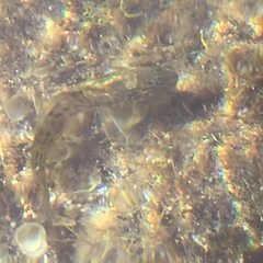 Parablennius parvicornis