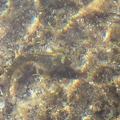 Parablennius parvicornis