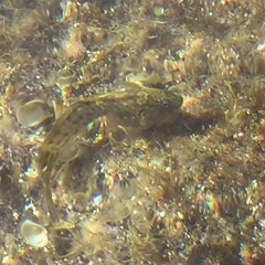 Parablennius parvicornis