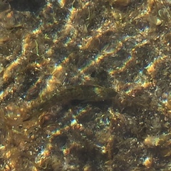 Parablennius parvicornis