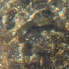 Parablennius parvicornis