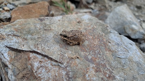 Dhofar Toad