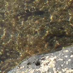 Mauligobius maderensis