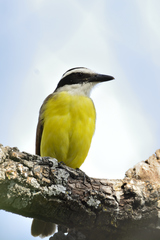 Pitangus sulphuratus