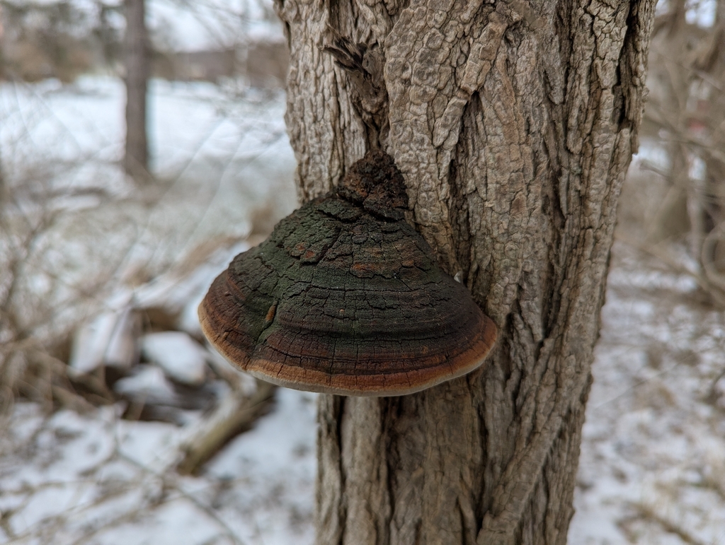 Fulvifomes robiniae · December 2025 · photo: © cgmayers (iNaturalist, cc0)
