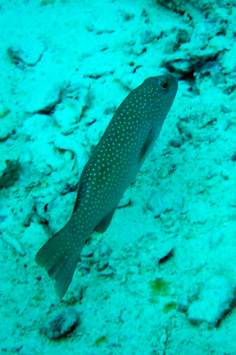 Coral Trout