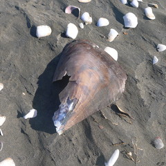 Pinnidae