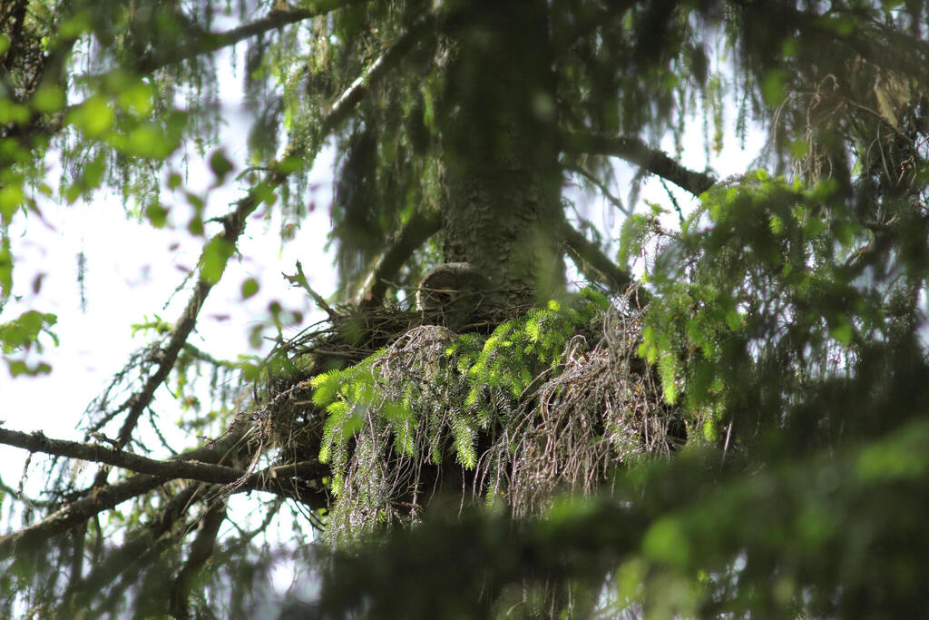 Eurasian Great Gray Owl