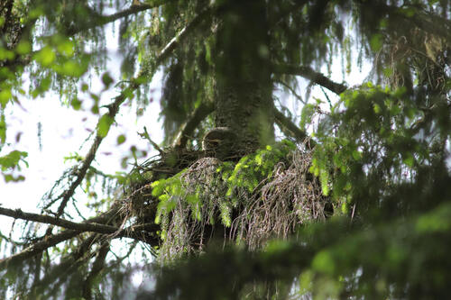 Eurasian Great Gray Owl