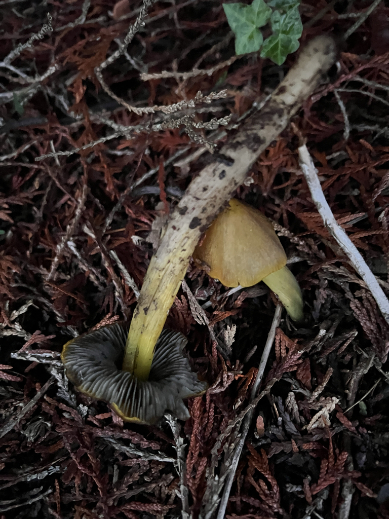 Hygrocybe singeri · December 2025 · photo: © moorebuesing (iNaturalist, cc0)