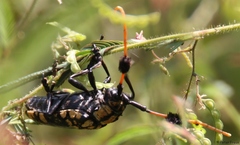 Aristobia approximator