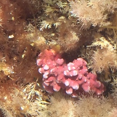 Phymatolithon calcareum