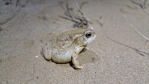 Balletto's Toad