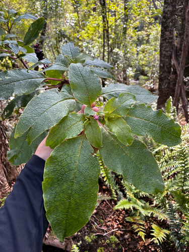 Phytolacca sandwicensis observed 2025-12-10