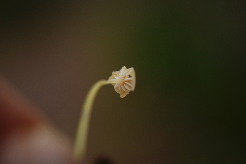 Pruinomycena acicula · December 2025 · photo: © cryptomarasmius (iNaturalist, cc-by)