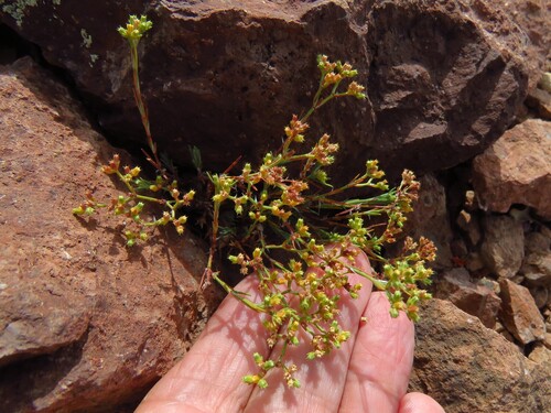 James' Nailwort (Paronychia jamesii)