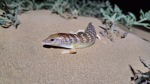 Scincus hemprichii