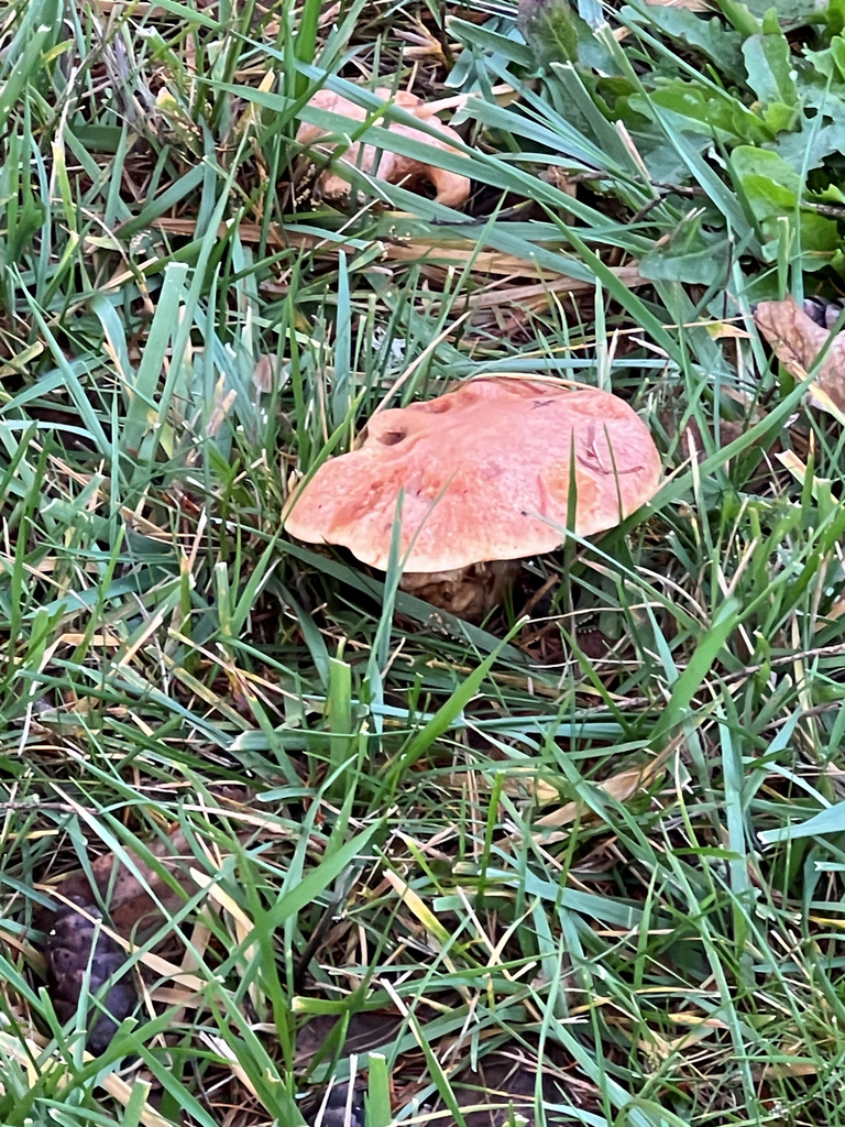 Suillus caerulescens · December 2025 · photo: © moorebuesing (iNaturalist, cc0)
