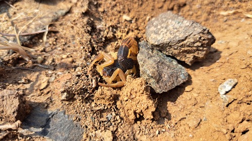 Hottentotta scaber