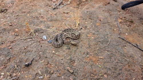 Borkin's Carpet Viper