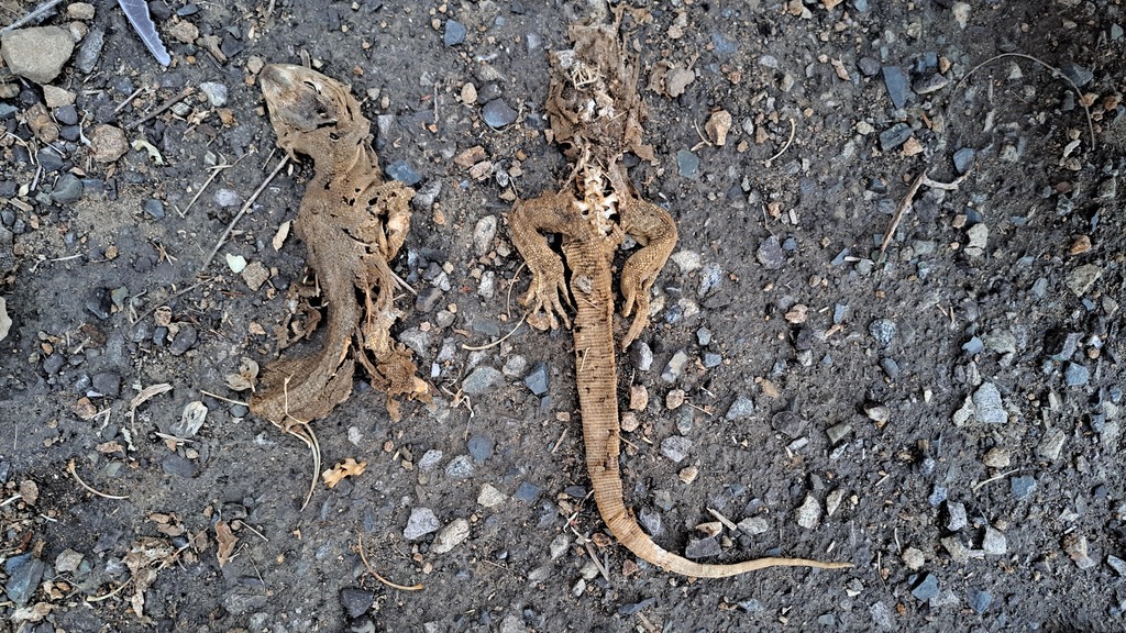Yemen Monitor