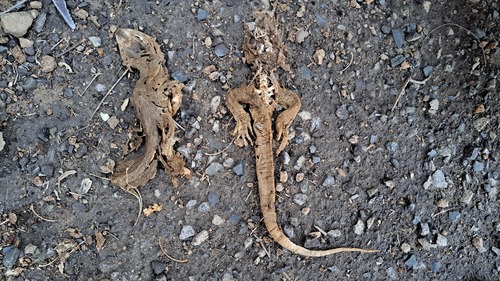 Yemen Monitor