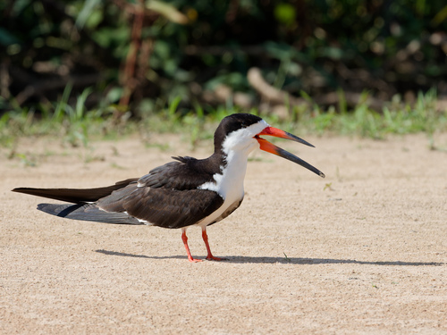 Black Skimmer
