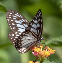 Ideopsis juventa