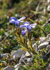 Gentianopsis ciliata ciliata