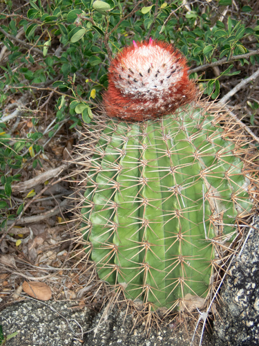 Melocactus intortus