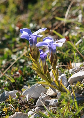 Gentianopsis ciliata ciliata
