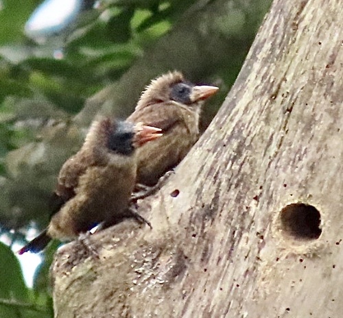 Naked-faced Barbet (Gymnobucco calvus), photo 5