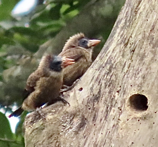 Naked-faced Barbet (Gymnobucco calvus), photo 5