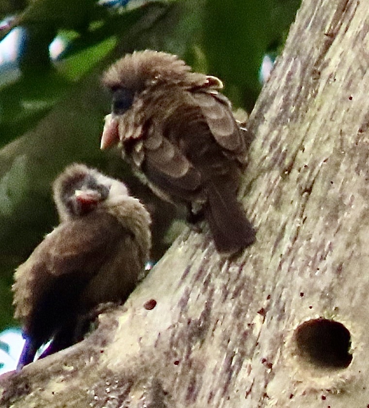 Naked-faced Barbet (Gymnobucco calvus), photo 2