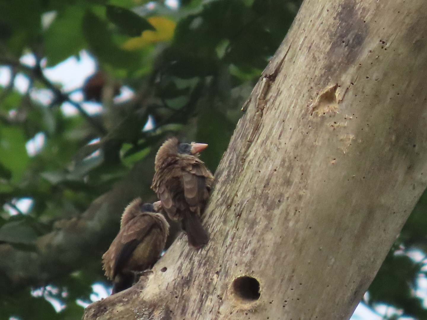 Naked-faced Barbet (Gymnobucco calvus), photo 6